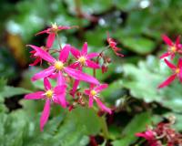 Numerous deep pink to red flowers in autumn